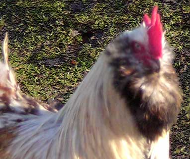 Rooster planning to assissinate Hen